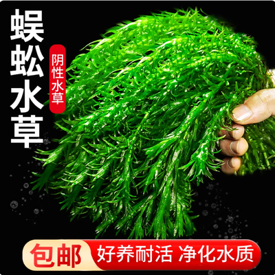 蜈蚣草水草植物养龟鱼缸造景