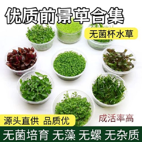 爬地矮珍珠迷你牛毛鱼缸草坪前景
