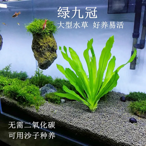 丹麦皇冠水下叶不用四季阴性