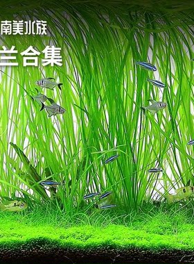 大水兰龙舌兰小水兰水草原生古法