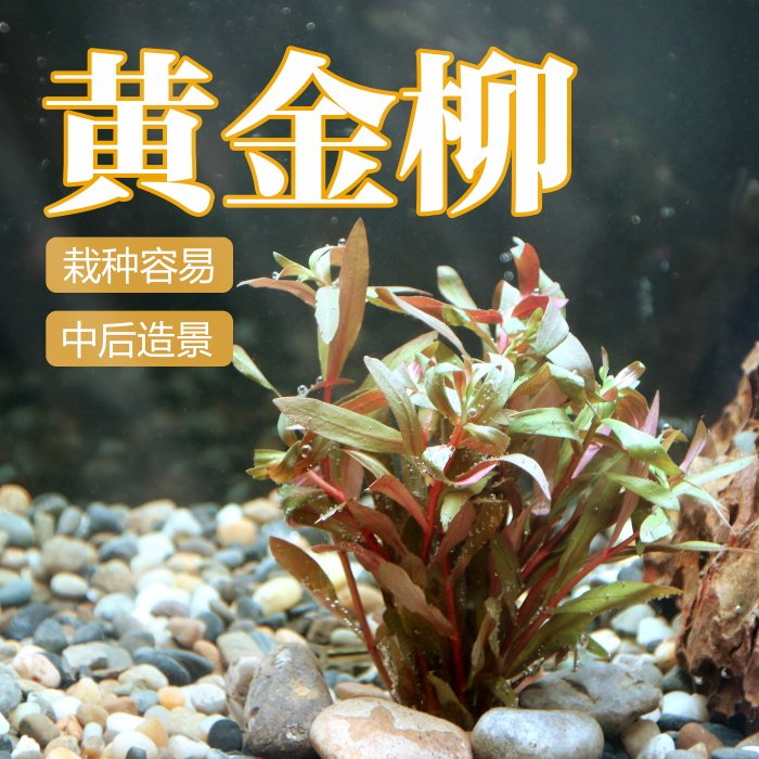 活体水草柳叶类水草大柳红柳黄金柳青柳中后景草鱼缸造景水草植物