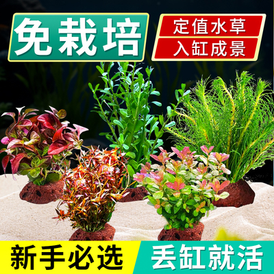 水草植物鱼缸真草冬季阴性蜈蚣草