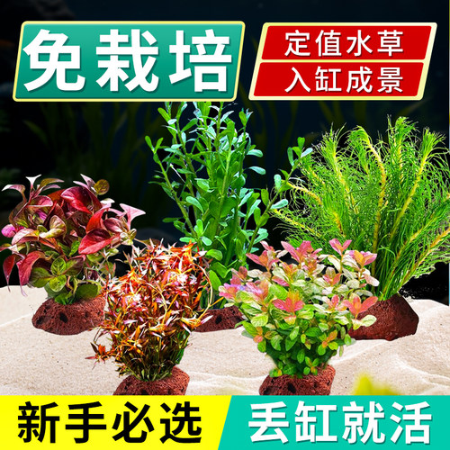 水草植物鱼缸真草冬季阴性蜈蚣草