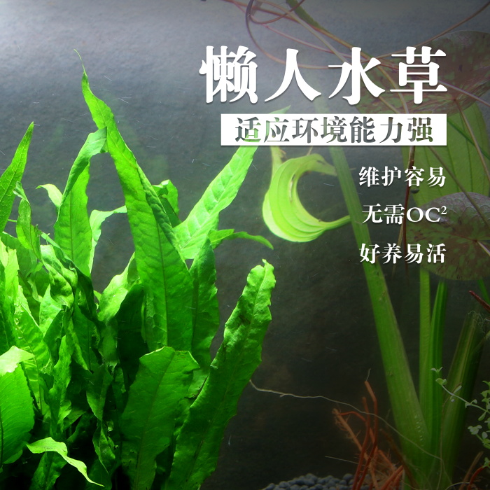 大叶铁皇冠耐冷耐热好易养水草