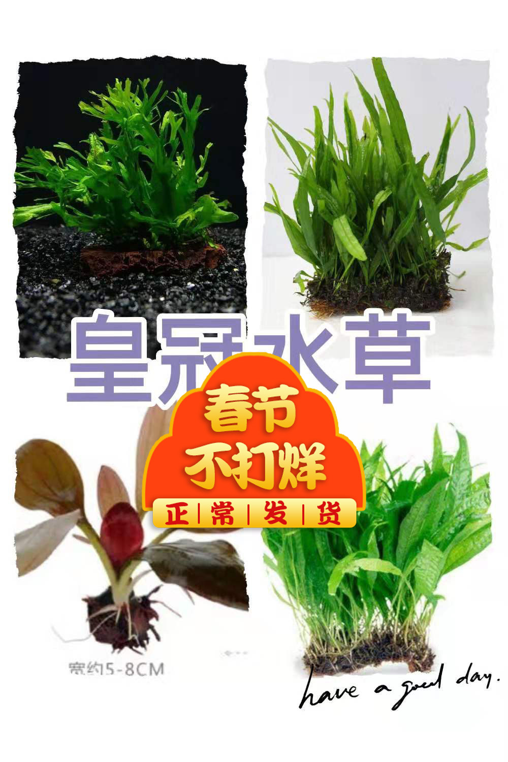 水草丹麦价格 水草丹麦图片 星期三