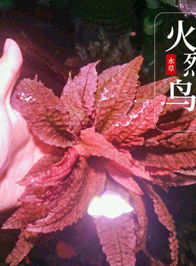 火烈鸟椒草阴性水草鱼缸造景新手