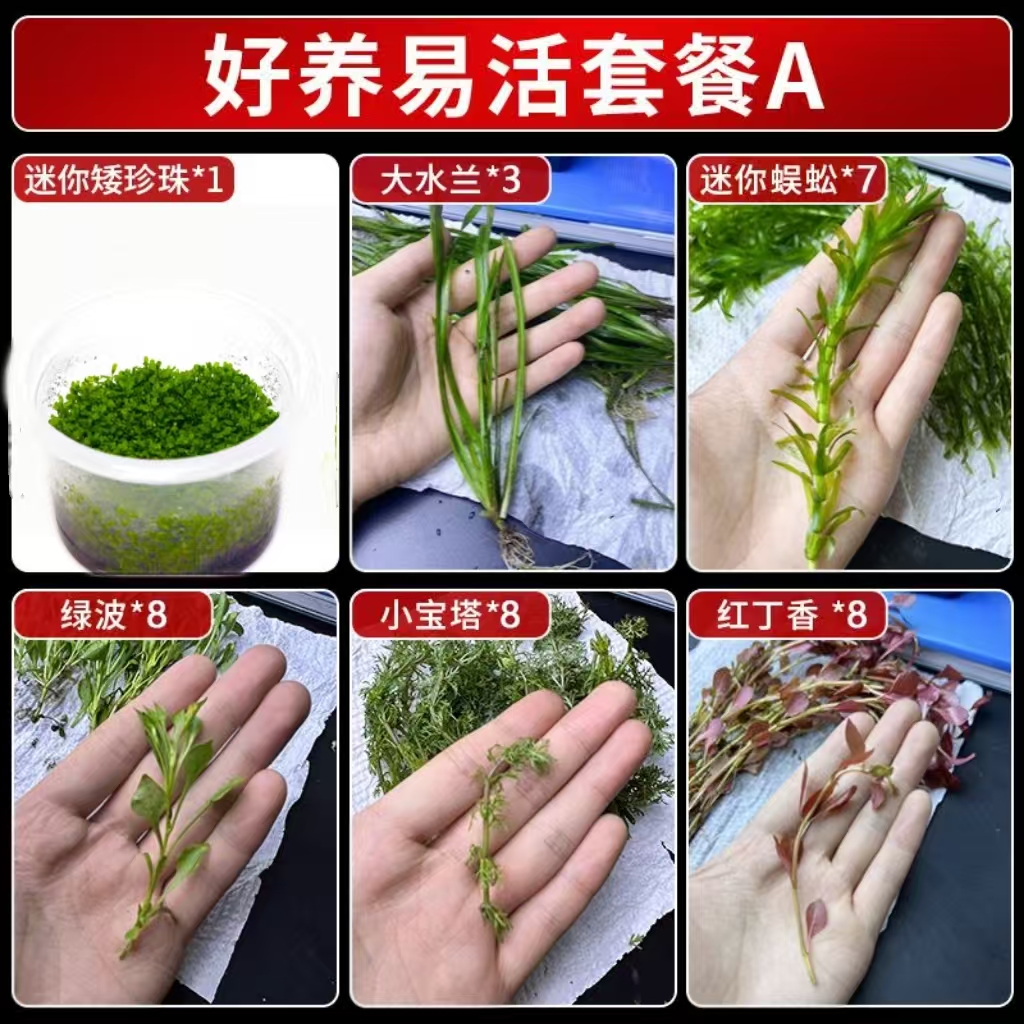 迷你矮珍珠水草无菌杯无藻无螺