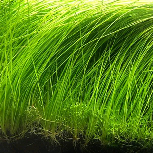 墨西哥大莎草细叶针叶大沙草水草ADA造景后景草