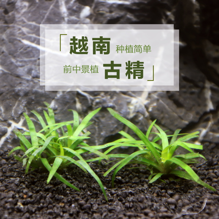 越南古精水草活体鱼缸真水草观赏水草水草缸装饰植物谷精水草水族