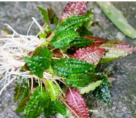 小气泡椒草温蒂椒草阴性水草不用二氧化碳净化植物前景中景懒人养