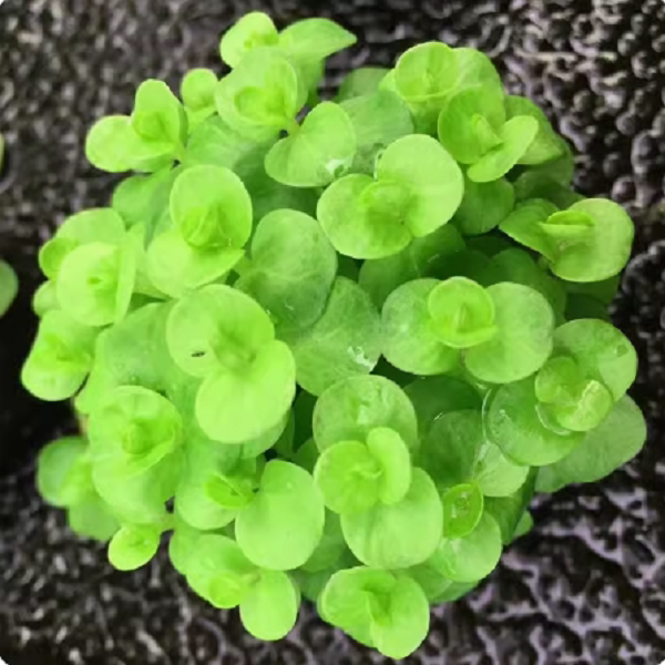 绿金钱小坨草缸鱼缸造景水草场直发懒人水培增氧淡水水草阴性植物