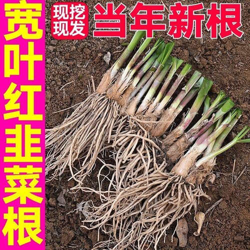 h宽叶红韭菜根苗现挖头茬根苗紫根韭菜根苗阳台庭院种植好成活