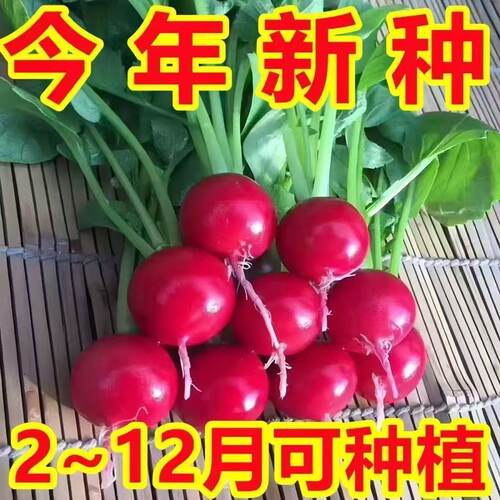 樱桃萝卜种子大全水果春秋樱桃萝卜菜籽四季种孑阳台盆栽蔬菜种籽