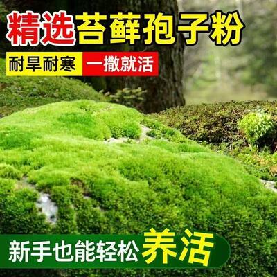 苔藓青苔植物种子吸水上水石盆栽假山盆铺面微景观孢子粉四季鲜活