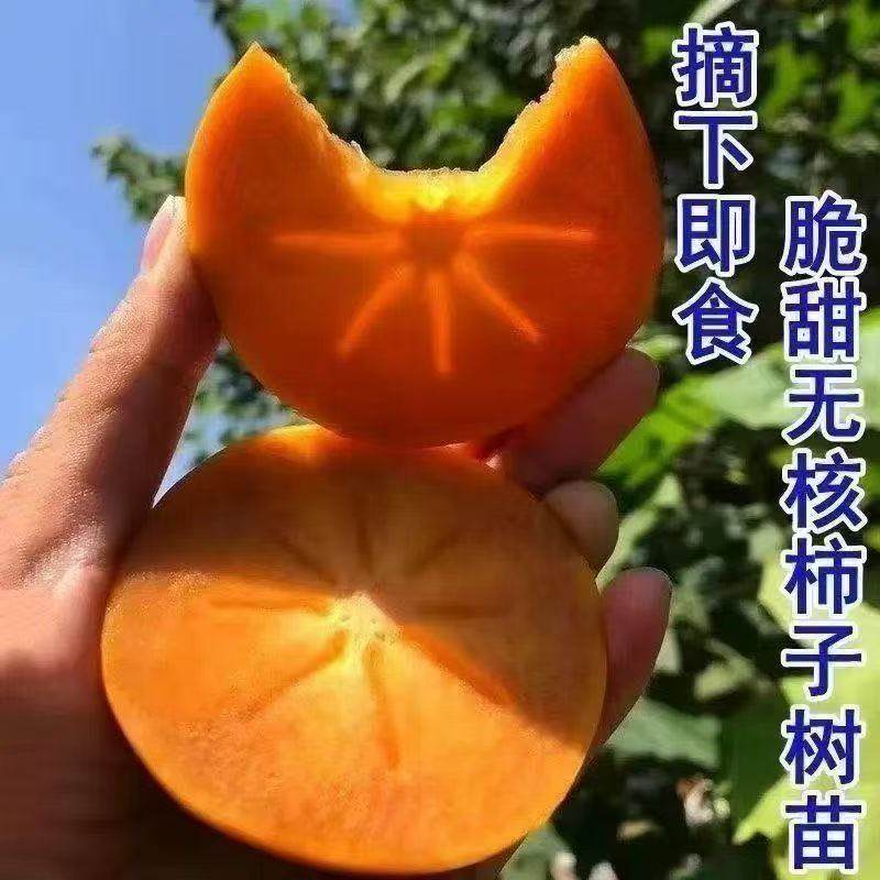 无籽冰糖心柿子树苗甜脆柿子树苗耐冻盆栽地栽南北方种植,农用物资,水果种子/种苗,淘宝优惠券,粉丝福利购,淘宝优惠卷