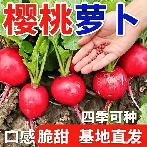 樱桃萝卜种子大全水果春秋樱桃萝卜菜籽四季种孑阳台盆栽蔬菜种籽