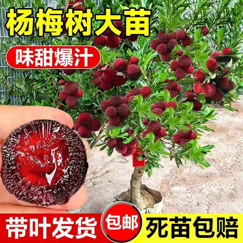 杨梅树苗正宗嫁接黑炭东魁杨梅苗正品东魁杨梅树大苗