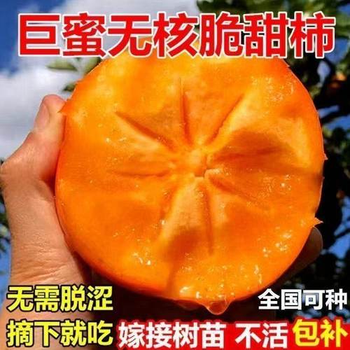 W无籽冰糖心柿子树苗甜脆柿子树苗耐冻盆栽地栽南北方种植