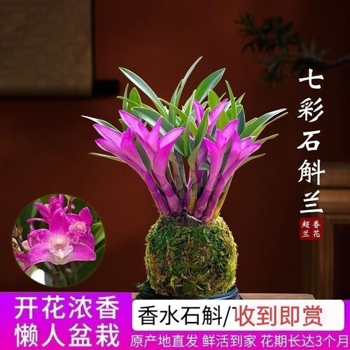 七彩香水石斛兰花四季好养绿植开花浓香懒人水培植物绿植净化空气