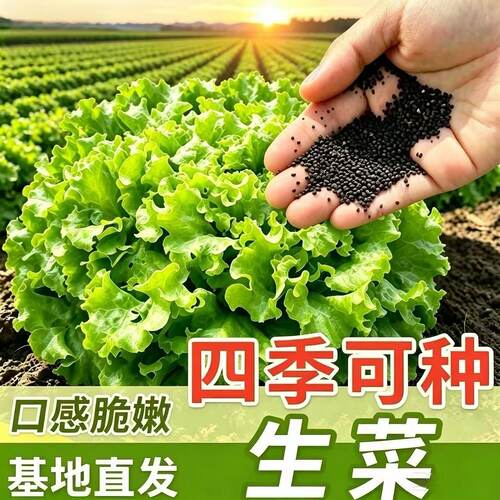 大速生菜种子四季播种生吃脆甜生菜易种植抗热耐寒可盆栽蔬菜种子