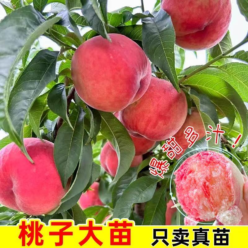 新品种嫁接桃树苗特大晚熟冬桃水蜜桃 南北方庭院地栽-HYB