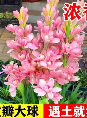 晚香玉种球多头重瓣盆栽浓香型纯白色阳台庭院室外耐旱植物花卉