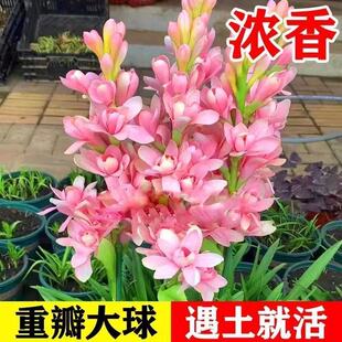 晚香玉种球多头重瓣盆栽浓香型纯白色阳台庭院室外耐旱植物花卉