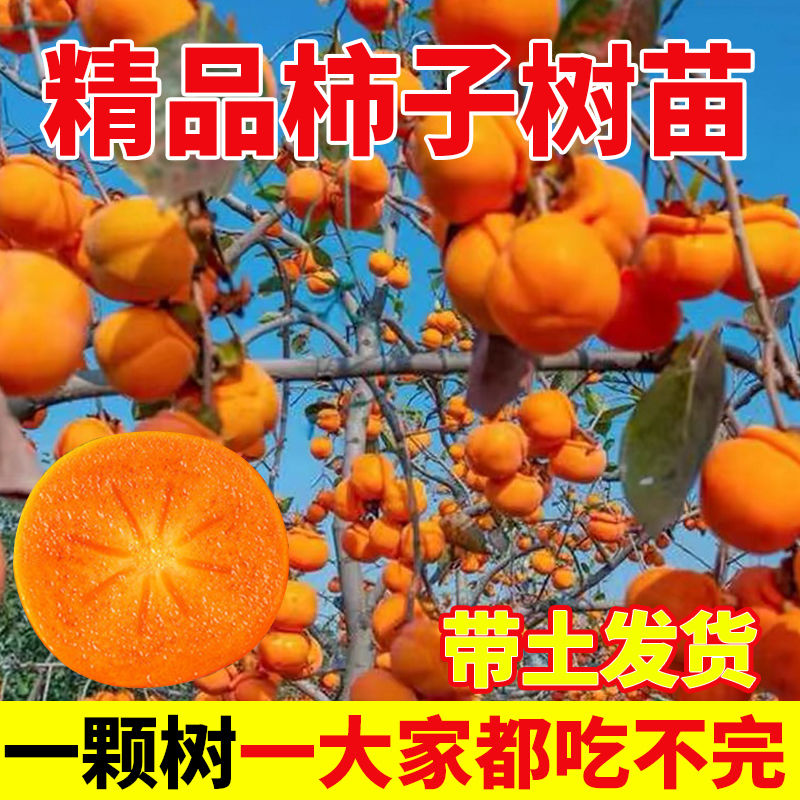 嫁接柿子树苗火晶柿子脆甜柿南方北方种植盆栽地栽特大柿当年结果
