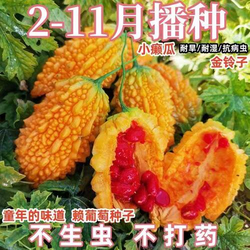 四季阳台爬藤水果种子