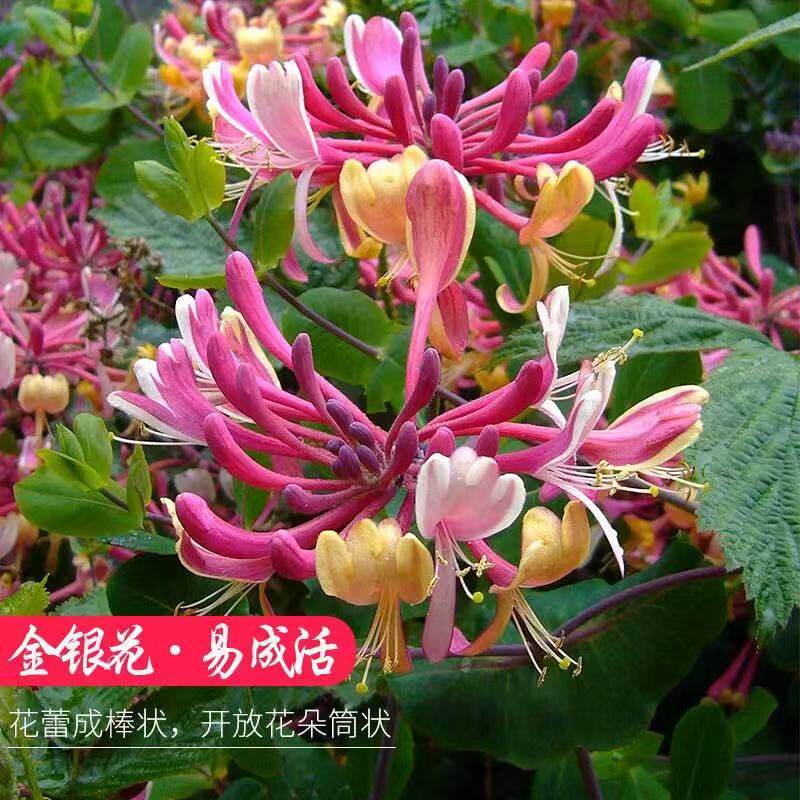 红色金银花树苗爬藤浓香型花卉阳台庭院盆栽地栽植物老桩花苗