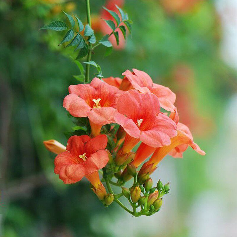 凌霄花苗树苗美国进口品种爬藤攀援植物庭院别墅绿化植物花卉