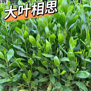 大叶相思马占相思台湾相思树苗造林复绿树山林速生树庭院遮荫常绿