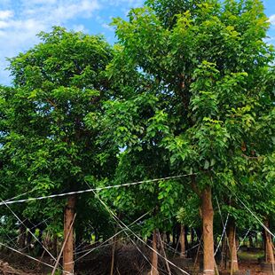 秋枫树苗庭院道路绿化苗四季常青重阳木苗木生长快带原土带叶发货