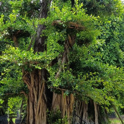 正宗小叶榕树高山榕树四季常青绿植庭院耐寒盆景景观创意树工程苗