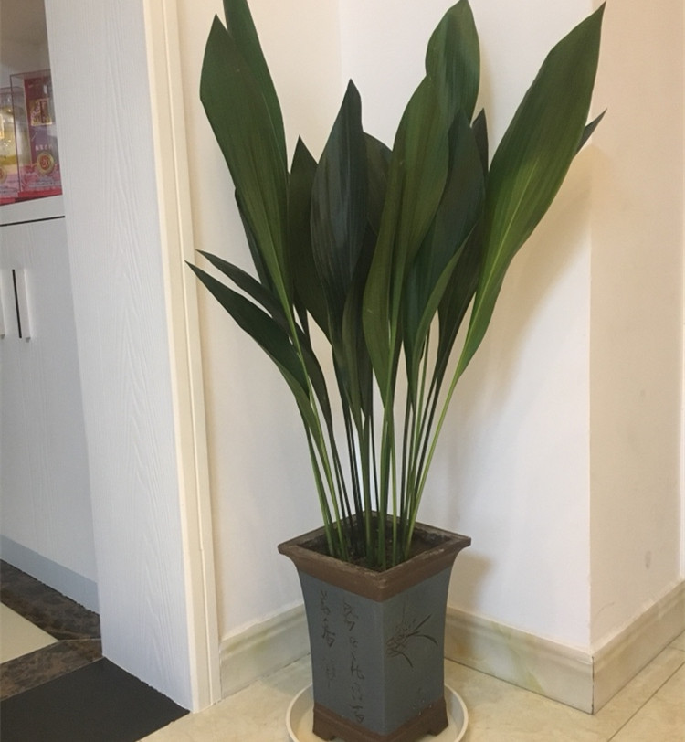 一叶兰室内花卉盆栽四季长青室内客厅观叶植物绿植盆景