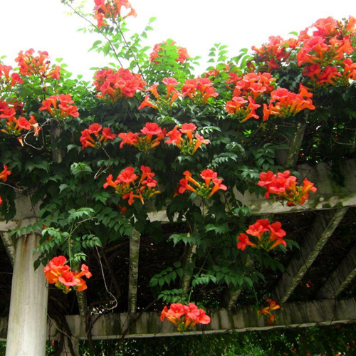 庭院木本植物爬山虎紫藤凌霄花苗
