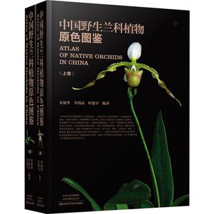 中国野生兰科植物原色图鉴 等 金效华 2册 河南科学技术出版 生物学专业科技 新华书店正版 著 图书籍 生命科学 社