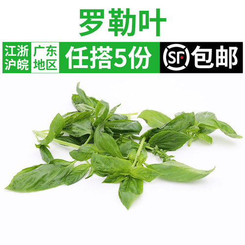 新鲜罗勒叶西餐香料青酱食材