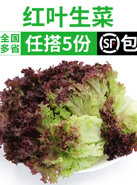 新鲜红叶生菜500g 罗莎红紫叶生菜蔬菜沙拉食材色拉菜 满5件包邮
