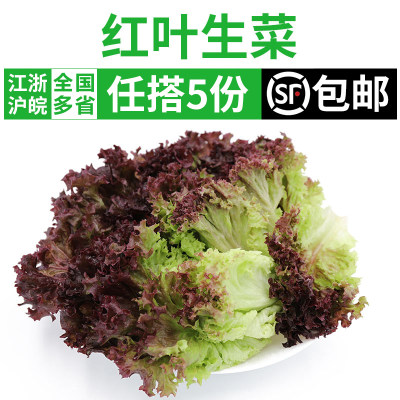 新鲜红叶生菜轻食沙拉蔬菜