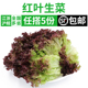 新鲜红叶生菜500g 包邮 罗莎红紫叶生菜蔬菜沙拉食材色拉菜 满5件