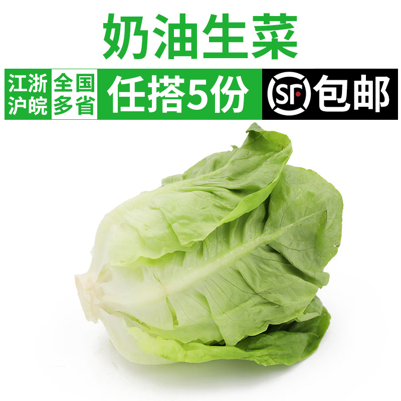 新鲜奶油生菜250g 西餐沙拉蔬菜健身轻食食材 满5件顺丰包邮
