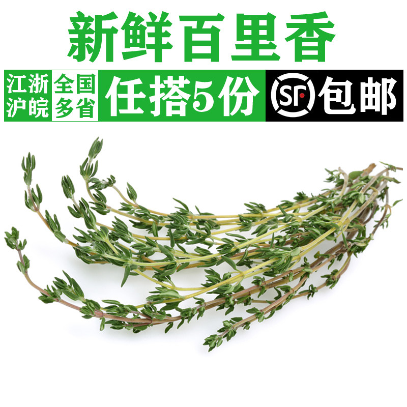 新鲜百里香100g 西餐煎牛排香料调料配菜麝香草山胡椒 满5件包邮
