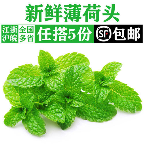 新鲜薄荷头40朵/盒 食用薄荷叶尖芽莫吉托调酒烘焙冰淇淋装饰点缀