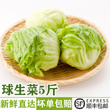 球生菜5斤 汉堡沙拉用西生菜球形圆生菜健身轻食沙拉蔬菜食材配菜