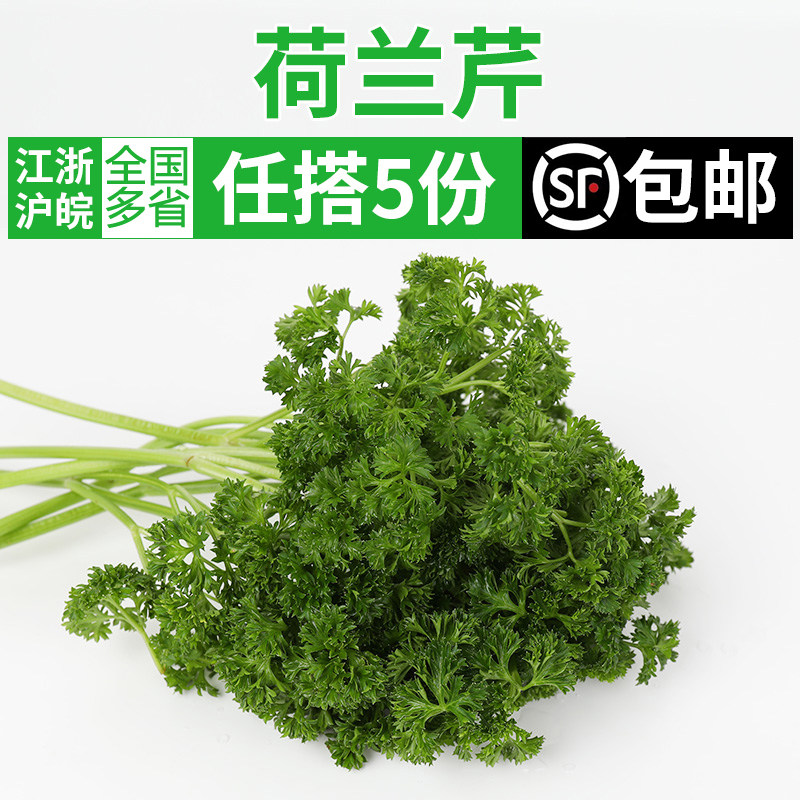 新鲜荷兰芹250g 香芹法国香菜西餐火锅摆盘装饰点缀用蔬菜材料
