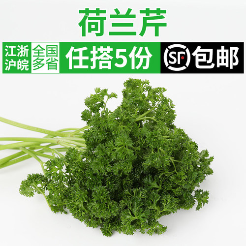 新鲜荷兰芹250g 香芹法国香菜西餐火锅摆盘装饰点缀用蔬菜材料