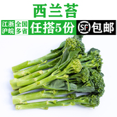 新鲜西兰苔500g 青花苔兰花苔手指西兰花苔兰花菜农家时令蔬菜