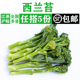新鲜西兰苔500g 青花苔兰花苔手指西兰花苔兰花菜农家时令蔬菜