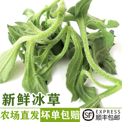 新鲜冰草生吃沙拉蔬菜